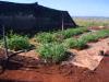 Huge numbers of strong Bamboo SEEDLINGS (ASPER, etc.) 